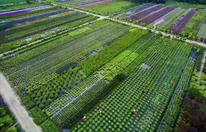 為公園城市美好而生 | 陌上花開花境園藝邀您參觀2020成都園林景觀展(圖10)