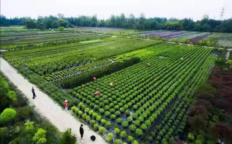 為公園城市美好而生 | 陌上花開花境園藝邀您參觀2020成都園林景觀展(圖9)